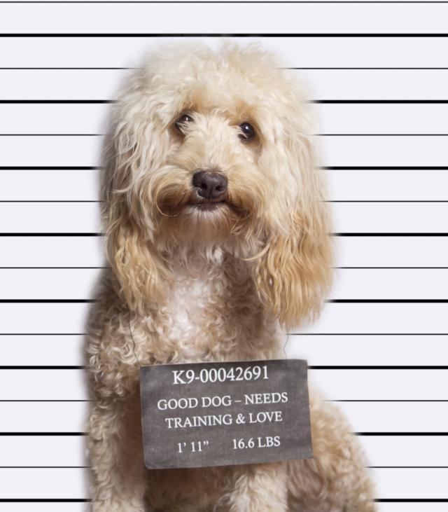 America’s Crime Blotter: The Crimes Legacy Media Refuse to Cover