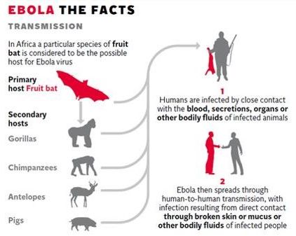 Ebola Transmission Myth Debunked: WHO Confirms Virus Spreads Only Through Direct Contact