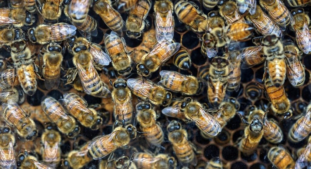 White House Bees Pose No Threat When Hives Are Far from Entrances, Expert States